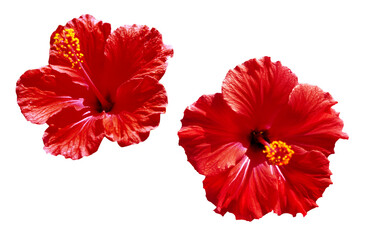 Hibiscus flower