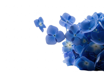 Close up of vibrant blue crystalline structures against a dark background