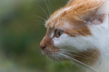 Close-Up Portrait of a Ginger and White Cat in Natural Light