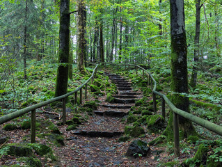 Wald Natur, Laubwald, Herbst, Pfad, Weg, Treppe, Stufen, Steine, Denkmal