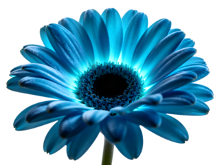 Vibrant cyan blue daisy with glowing center on black daisy, flower, blue, cyan, vibrant, glowing, luminous, illuminated, black background, dark, single, isolated, macro, close-up, petal, center, bloom
