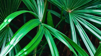 Close up of vibrant green palm fronds in lush foliage