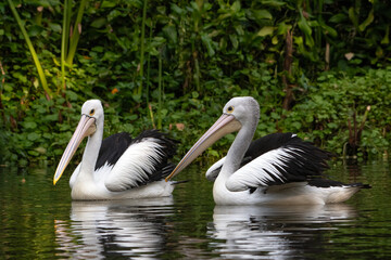 Pelicans swimming in a pond, portrait of a pelicans
