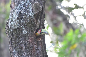Toucan emerging from its nest inside a tree.