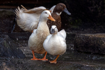 Pekin duck is resting with one leg raised, Close up of  a pekin ducks