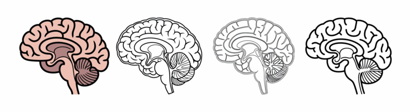 Human Brain Diagram with Detailed Cutaway and Anatomical Structure