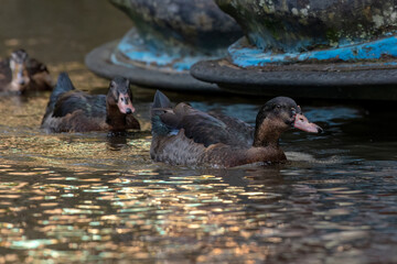 Malard ducks are swimming in the pond