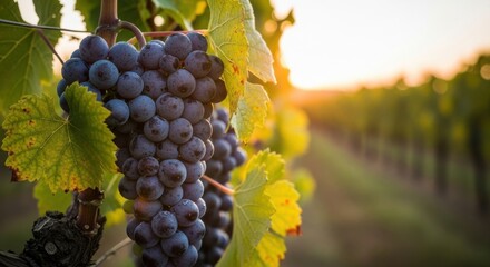 Ripe dark grapes on vine at sunset vineyard