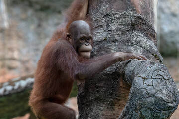 Baby orangutan climbing a tree, portrait of a sumatran orangutan