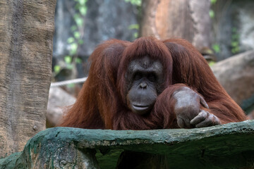 pose of an orangutan, portrait of a sumatran orangutan