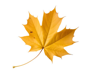 Fototapeta premium A single vibrant yellow maple leaf with a long stem isolated on transparent background for autumn design