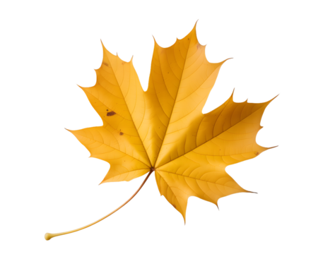 A single vibrant yellow maple leaf with a long stem isolated on transparent background for autumn design