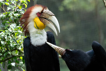  a pair of Wreathed Hornbills (Rhyticeros undulatus), a pair of wreathed hornbills on a tree trunk © DS light photography