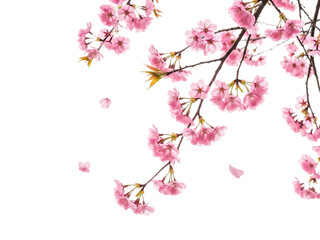 Fototapeta premium Delicate pink cherry blossoms against a dark background