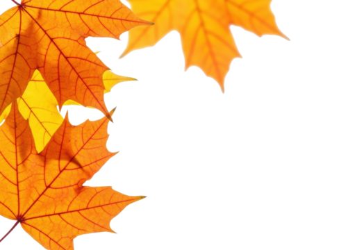 Extreme close-up of vibrant orange and golden yellow autumn maple leaves, intricately veined, some sharp, some blurred, on transparent with extensive copy space, autumnal seasonal frame concept