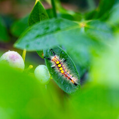 A beautiful close-up of insects feeding in a summer garden. A seasonal scenery of rural Latvia, Europe.