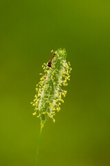 A beautiful close-up of insects feeding in a summer garden. A seasonal scenery of rural Latvia, Europe.