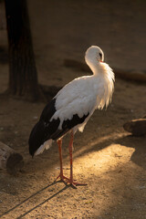 Obraz premium Storck at sunset