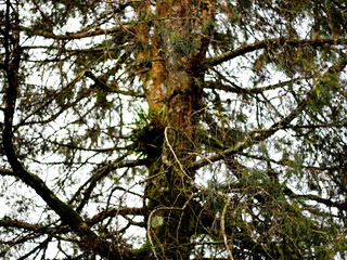 Majestic Tree Trunk and Branch Detail in Natural Forest