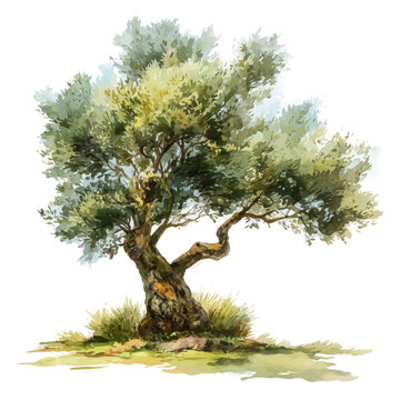 Olive Tree, watercolor clipart vector, isolated on a white background.