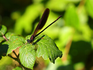 Copper Demoiselle damselfly - Calopteryx haemorrhoidalis, perched on a blackberry bush leaf. Green natural background shallow focus for effect.