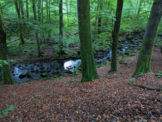 Wald, Bach, Fluss, Natur, Urwald, Laubwald, Erholung