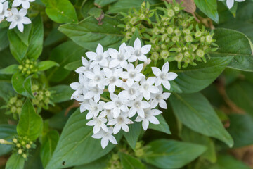 緑の葉に囲まれて咲く白いペンタスの花のクローズアップ © Kazutaka