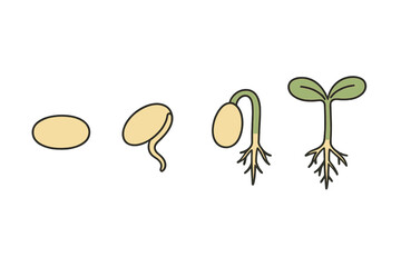 Detailed sequential steps illustrating the complete life cycle and growth stages of a sprouting plant seed