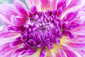 紫色のダリアの花の中心部をとらえたマクロ撮影