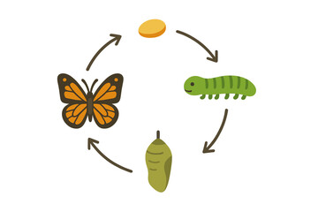 Butterfly life cycle stages showing complete insect metamorphosis from egg to adult