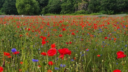 Vivid red poppy flower field in early summer, stretching across open meadows with bright sunlight and clear sky, captured with vibrant colors and strong seasonal atmosphere.