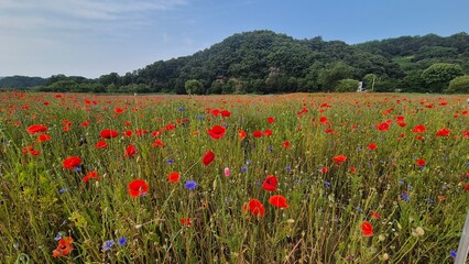 Vivid red poppy flower field in early summer, stretching across open meadows with bright sunlight and clear sky, captured with vibrant colors and strong seasonal atmosphere.