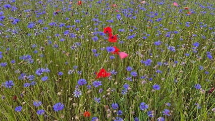 Close-up of vibrant blue and purple wildflowers in a summer meadow, detailed petals and textures captured with shallow depth of field for a soft and delicate botanical look.