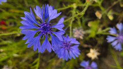 Close-up of vibrant blue and purple wildflowers in a summer meadow, detailed petals and textures captured with shallow depth of field for a soft and delicate botanical look.