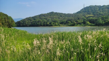 Lakeside reeds with distant hills and calm water under soft daylight, creating a tranquil natural scene.