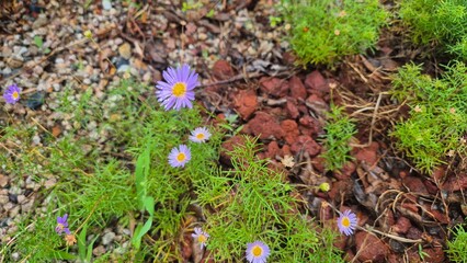 Small wildflower blooming among pebbles and moss, showing detailed textures and natural ground elements.