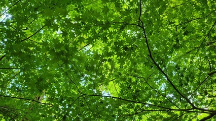 Looking up at dense forest canopy with bright green leaves filtering natural summer light.