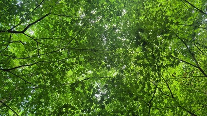Looking up at dense forest canopy with bright green leaves filtering natural summer light.