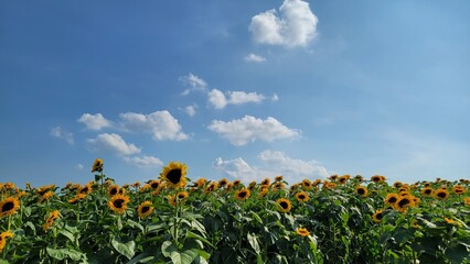 Bright sunflower field under clear summer skies, featuring tall golden blooms, vibrant petals, and wide scenic views filled with warm sunshine and lively seasonal mood.