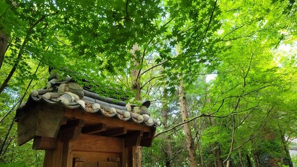 Wooden pavilion surrounded by lush green forest, capturing natural tranquility and soft summer light.