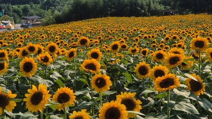 Bright sunflower field under clear summer skies, featuring tall golden blooms, vibrant petals, and wide scenic views filled with warm sunshine and lively seasonal mood.