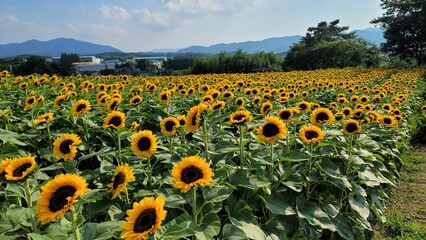 Bright sunflower field under clear summer skies, featuring tall golden blooms, vibrant petals, and wide scenic views filled with warm sunshine and lively seasonal mood.
