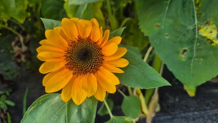 Bright sunflower field under clear summer skies, featuring tall golden blooms, vibrant petals, and wide scenic views filled with warm sunshine and lively seasonal mood.