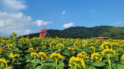 Bright sunflower field under clear summer skies, featuring tall golden blooms, vibrant petals, and wide scenic views filled with warm sunshine and lively seasonal mood.