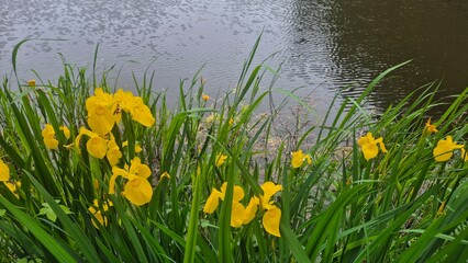 Yellow iris flowers blooming beside a reflective water surface, showcasing bright petals, tall green leaves, and a serene natural wetland atmosphere.