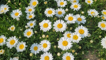 White daisy flowers blooming in dense clusters with bright yellow centers, creating a cheerful floral scene in natural summer light.