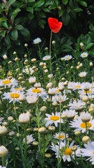 Red poppy blooming among white daisies, creating a striking contrast of vibrant colors within a natural flower field.