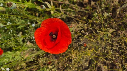 Vivid red poppy flower field in early summer, stretching across open meadows with bright sunlight and clear sky, captured with vibrant colors and strong seasonal atmosphere.