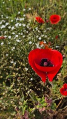 Vivid red poppy flower field in early summer, stretching across open meadows with bright sunlight and clear sky, captured with vibrant colors and strong seasonal atmosphere.