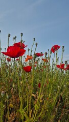 Vivid red poppy flower field in early summer, stretching across open meadows with bright sunlight and clear sky, captured with vibrant colors and strong seasonal atmosphere.